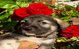 Mixed Breed dogs for sale: READY NOW! Caucasian Shepherd x Siberian Husky - Image 3