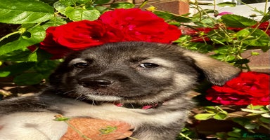 Mixed Breed dogs - Advert 14