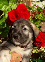 Mixed Breed dogs - Advert 15