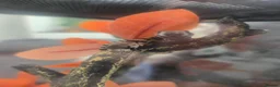 Skink reptiles for sale: Pink tongue skinks - Advert 2