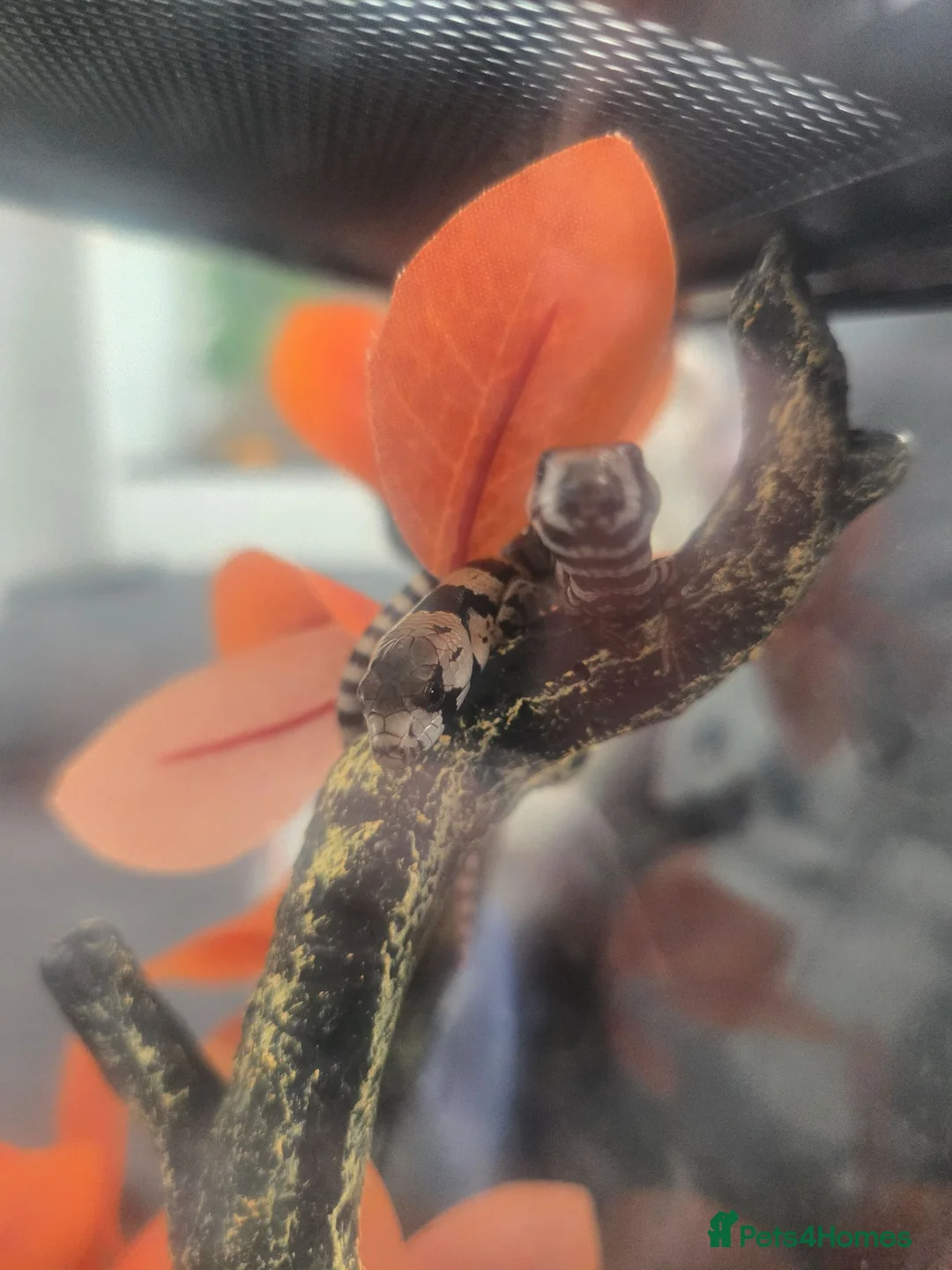 Skink reptiles for sale: Pink tongue skinks - Advert 2