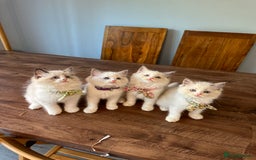 Ragdoll cats for sale: TICA Registered Ragdoll Kittens - Image 1