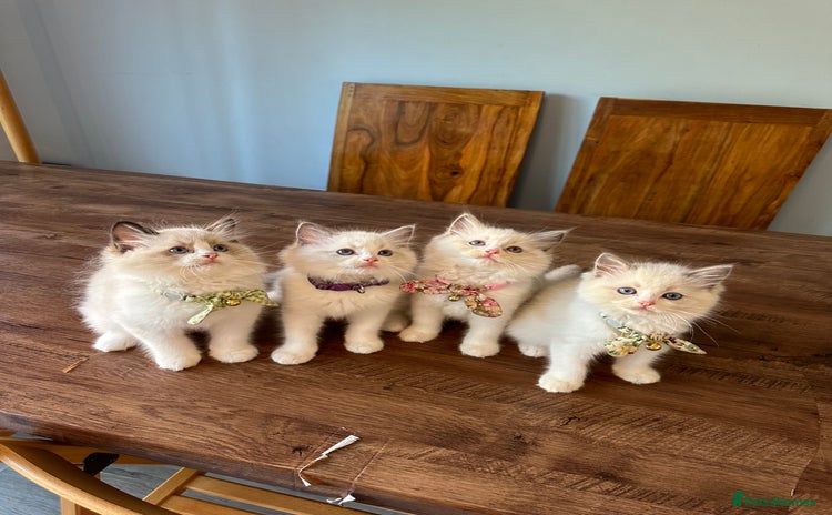 Ragdoll cats - Advert 4