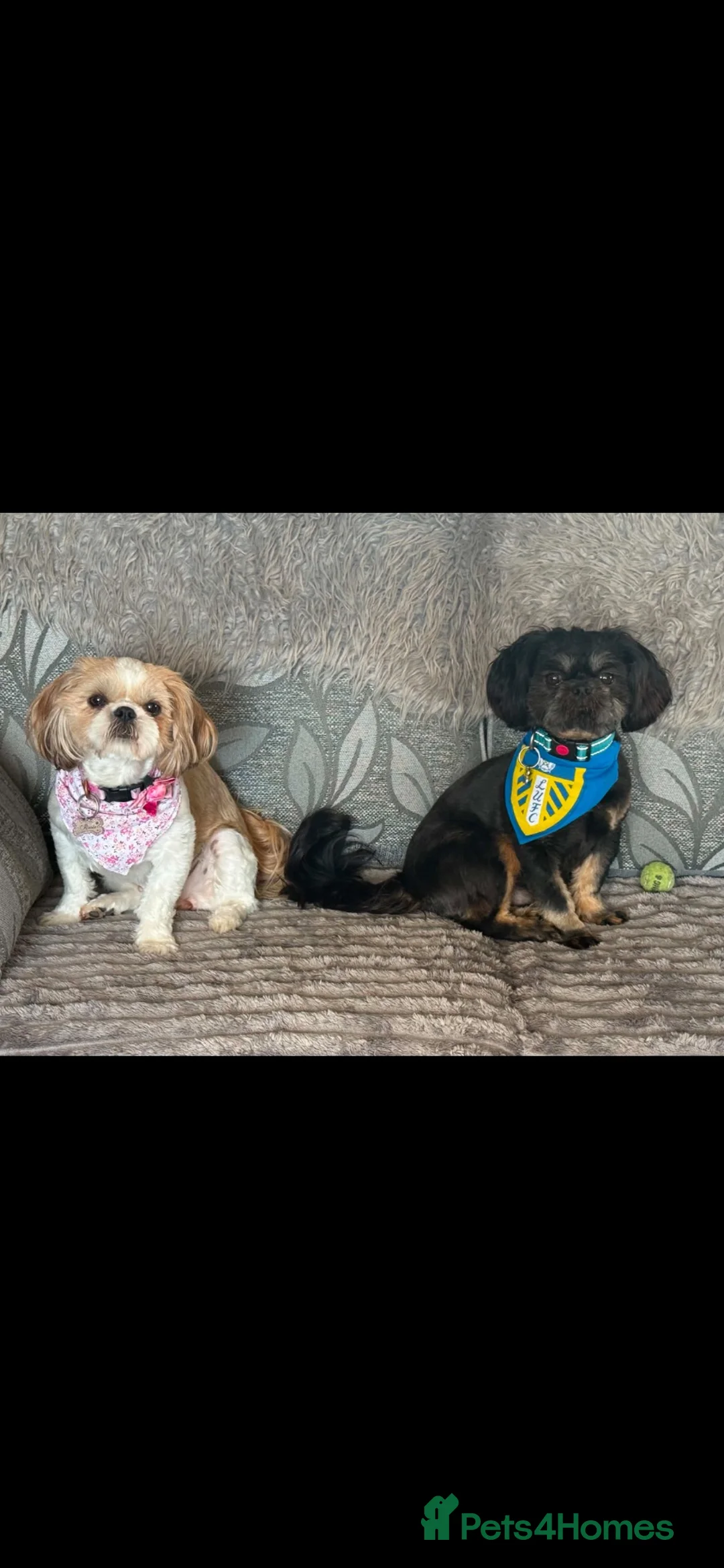 Shih Tzu dogs for sale: Shih Tzu - Advert 2