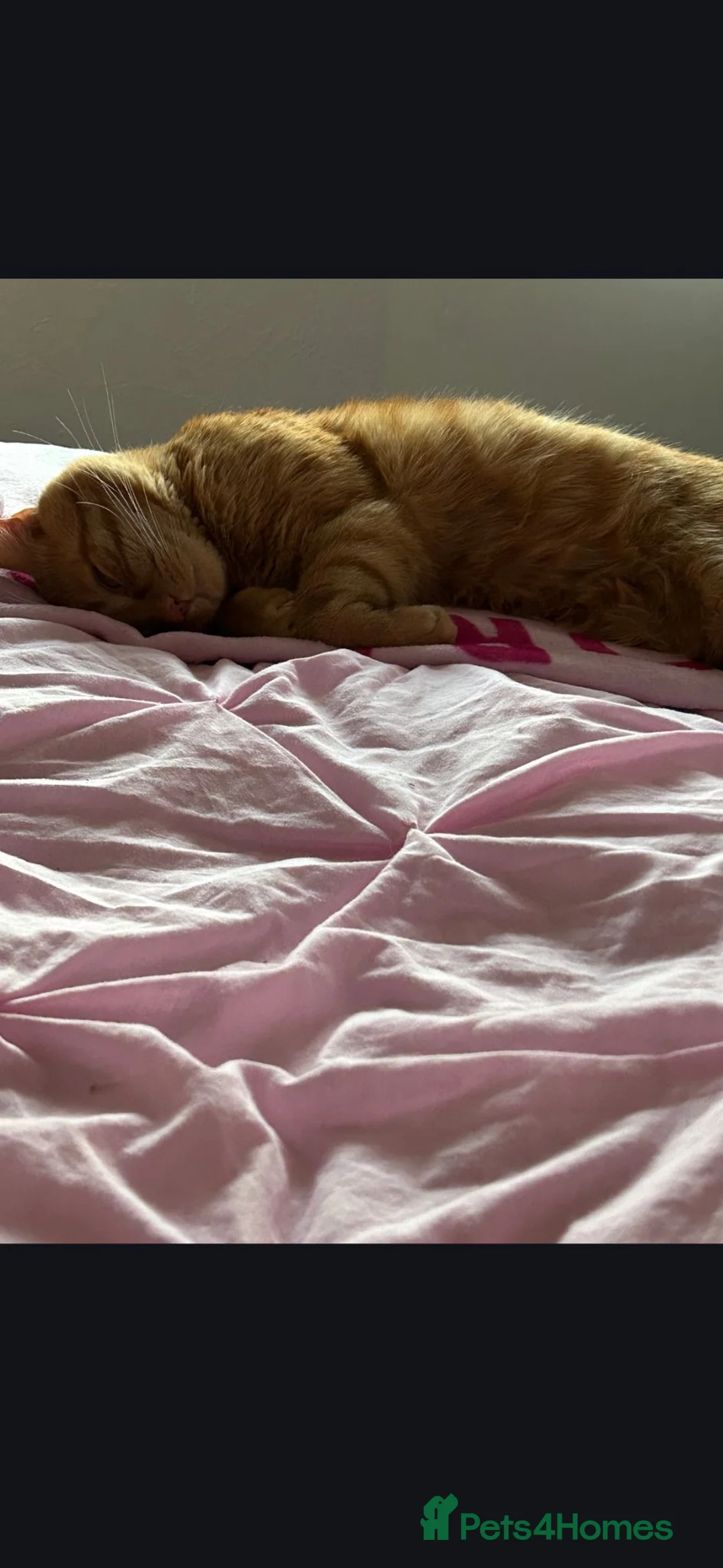 Domestic Shorthair cats for sale: Crunchie 5 years old in Annan - Advert 8