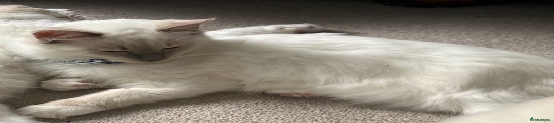 Neutered Mitted Male lilac