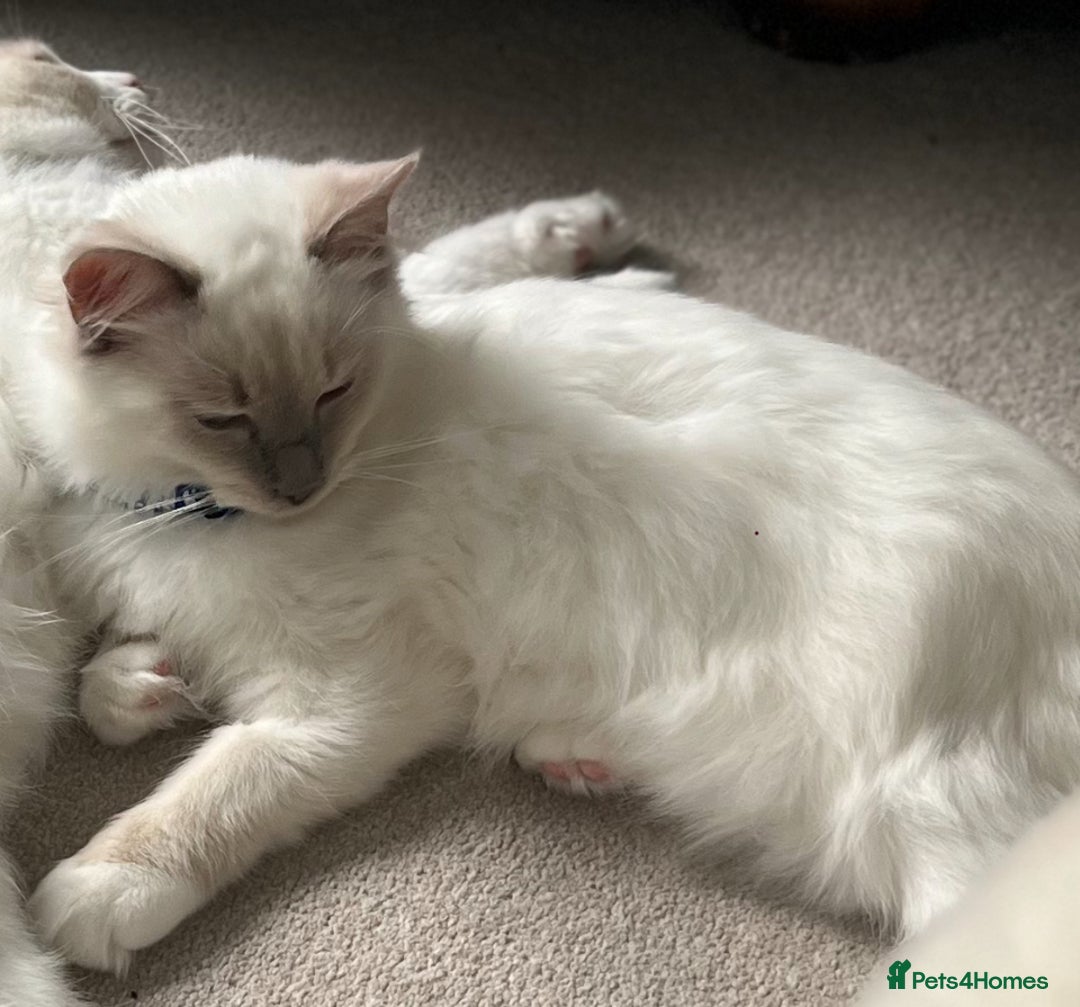 Ragdoll cats for sale: Lilac bicolour and mitted Ragdolls - Image 8