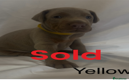 Dobermann dogs for sale: Kc Isabella Doberman puppies  - Image 9