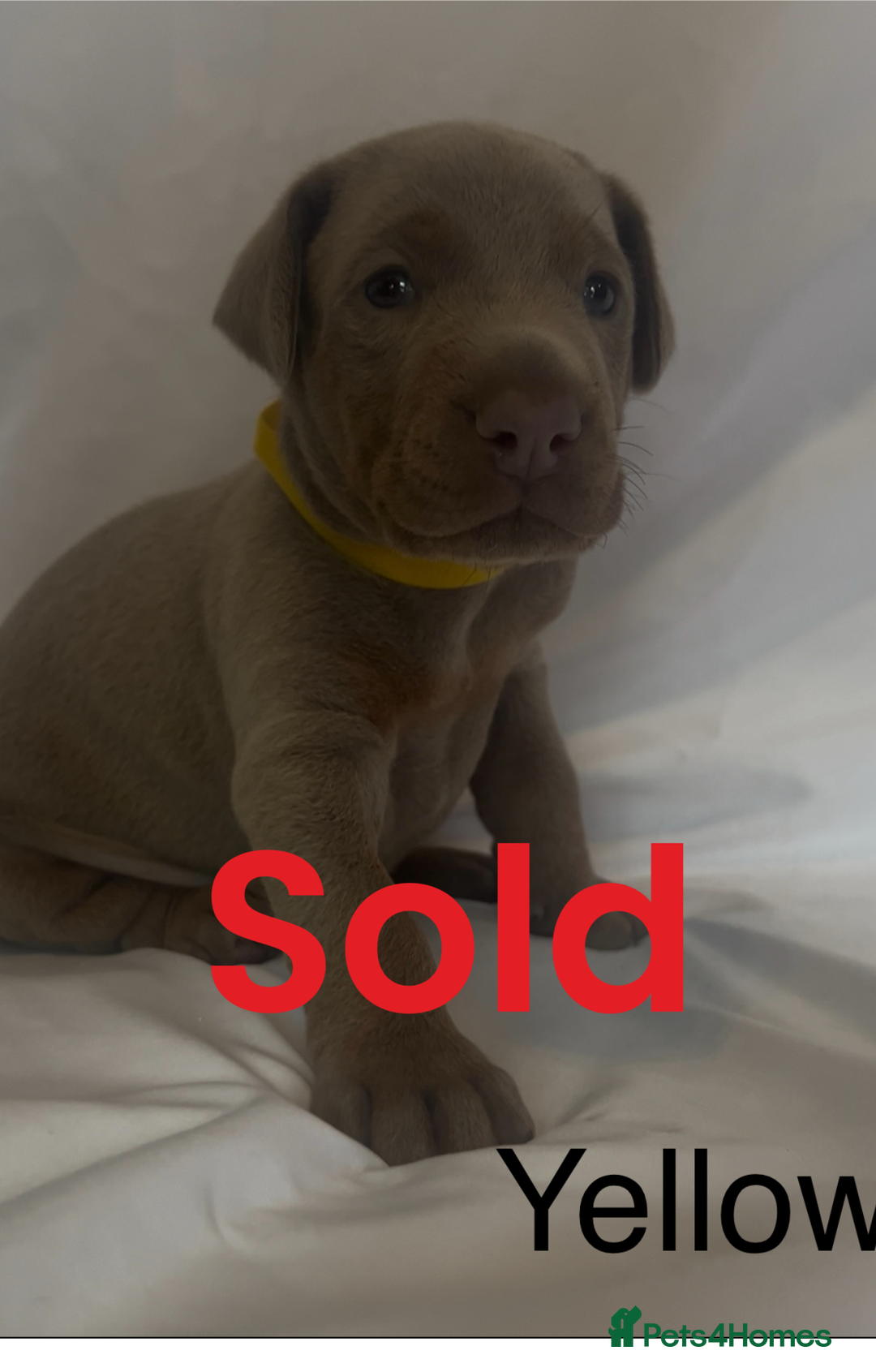 Dobermann dogs for sale: Kc Isabella Doberman puppies  - Image 9
