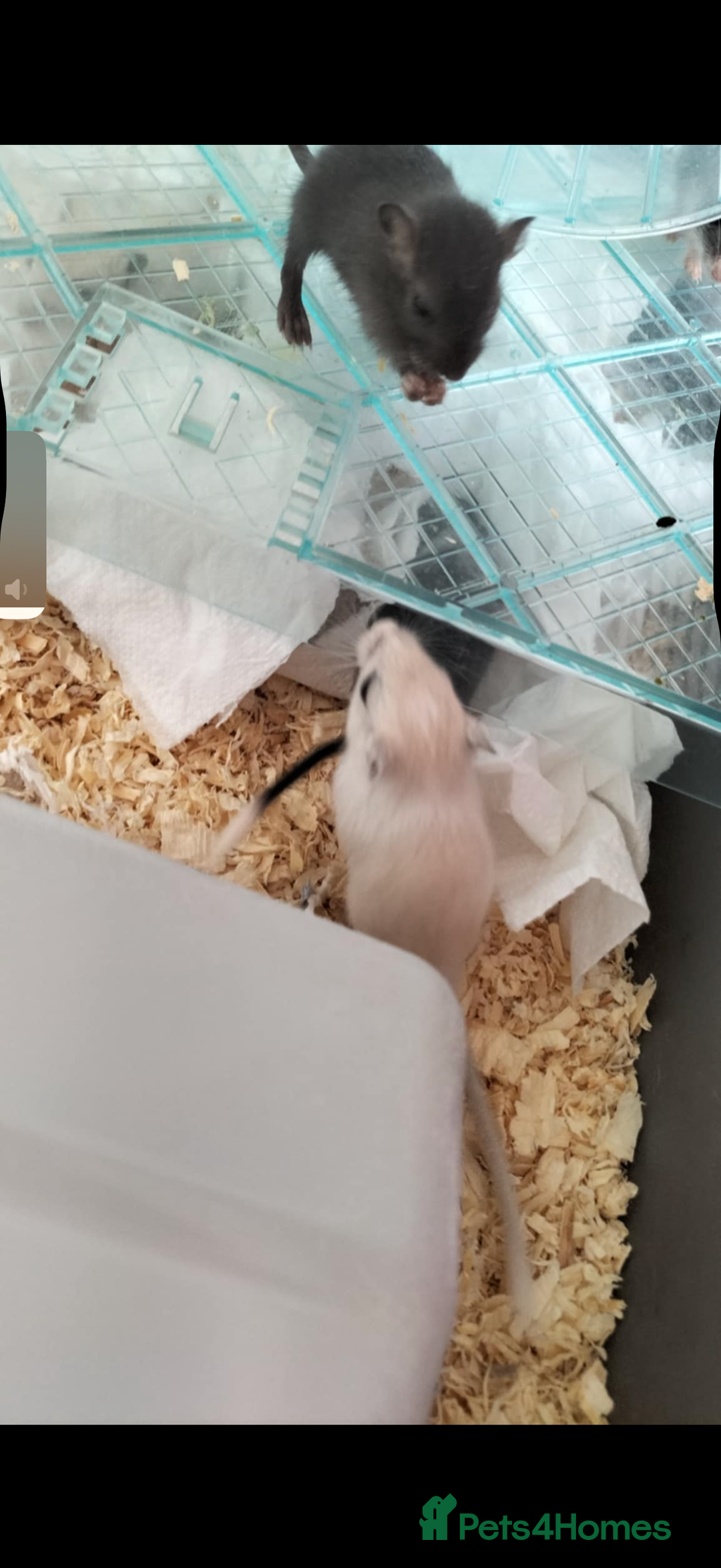 Gerbil rodents for sale: friendly - Image 2