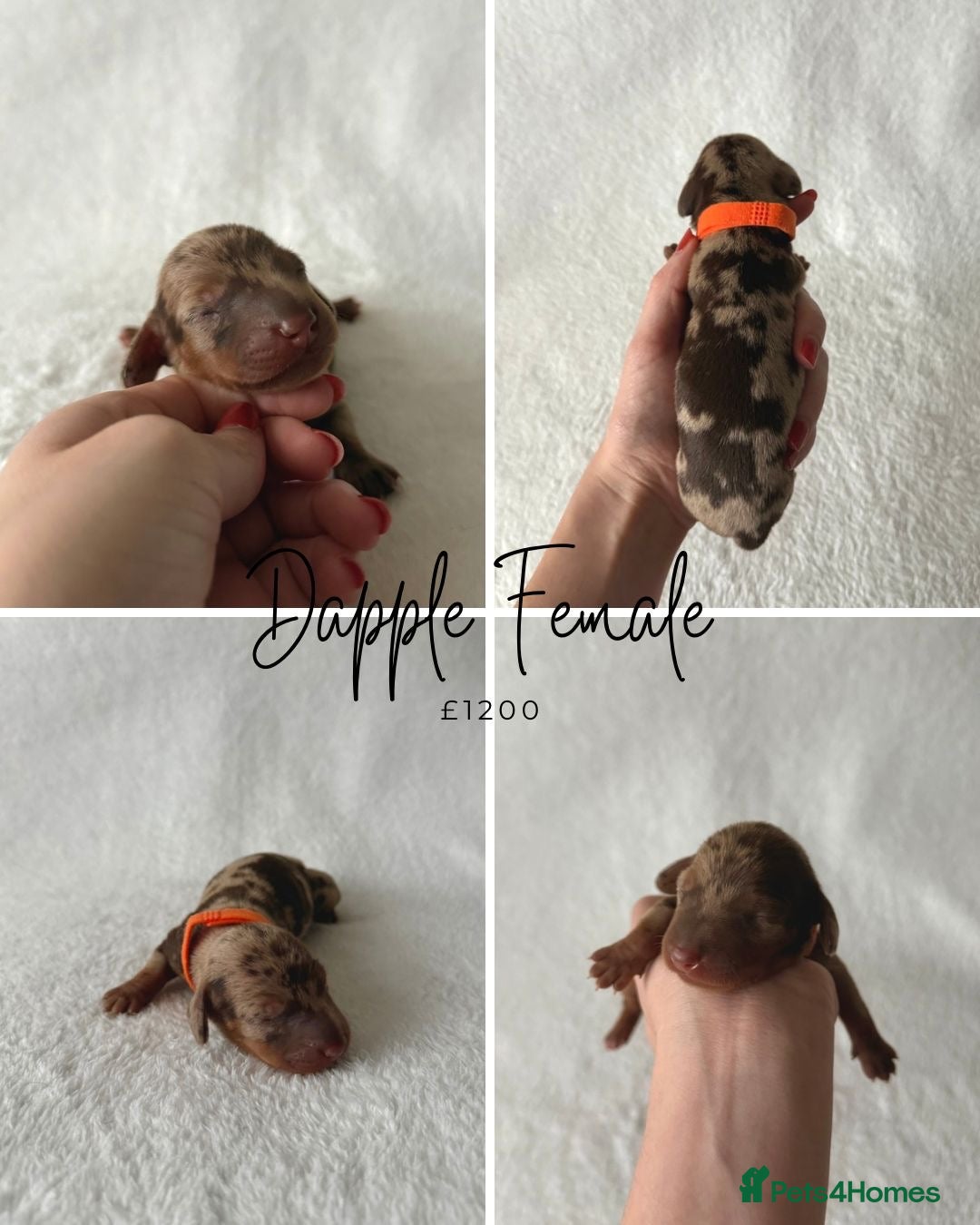 Miniature Dachshund dogs for sale: Miniature Dachshund Puppies - Image 4
