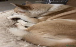 Akita dogs for sale: Beautiful akita boy - Advert 3