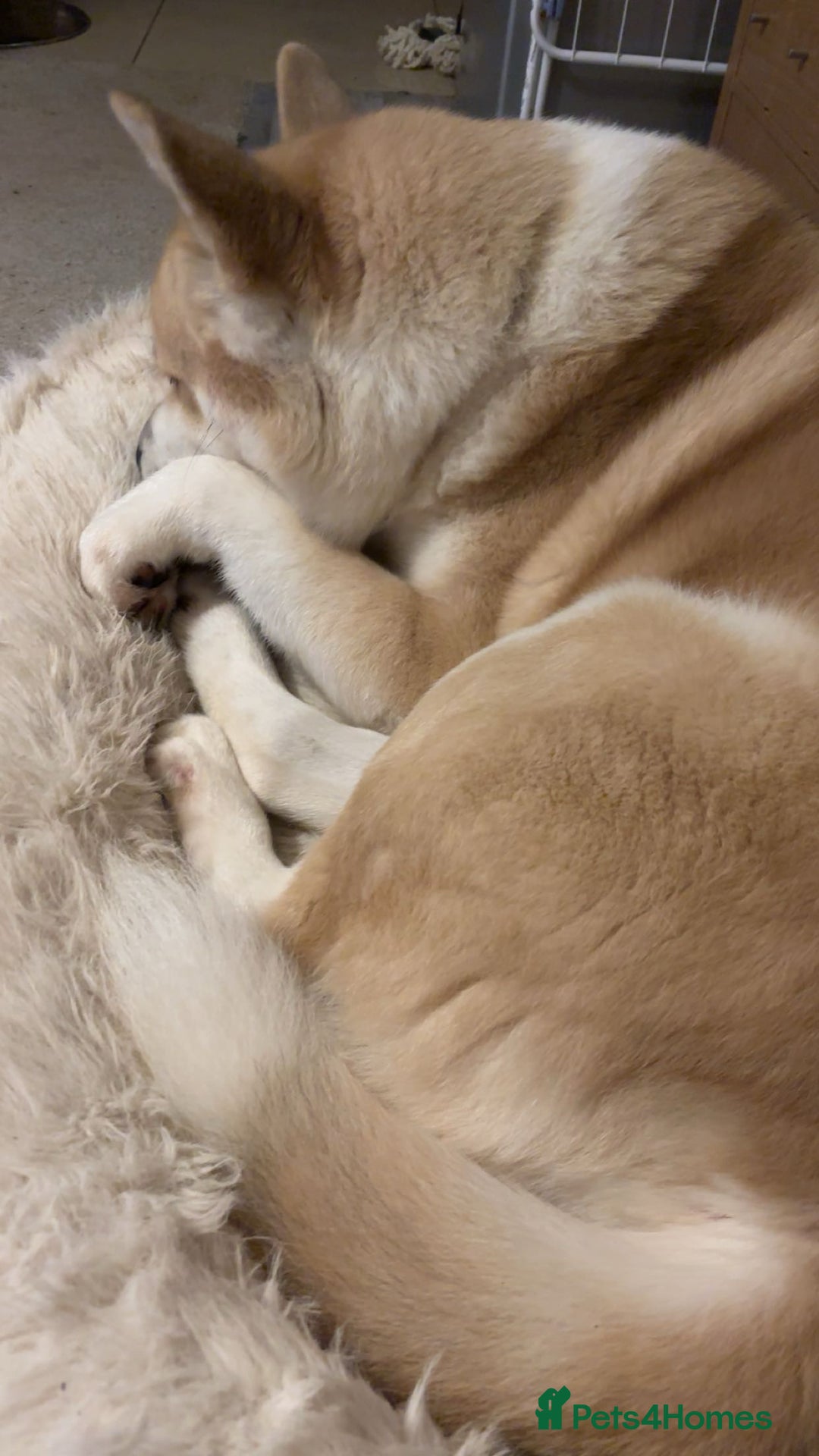 Akita dogs for sale: Beautiful akita boy - Advert 3