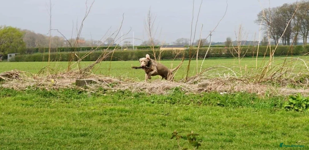 Weimaraner dogs for stud: beautiful Weimaraner super stud proven  in Durham - Advert 10
