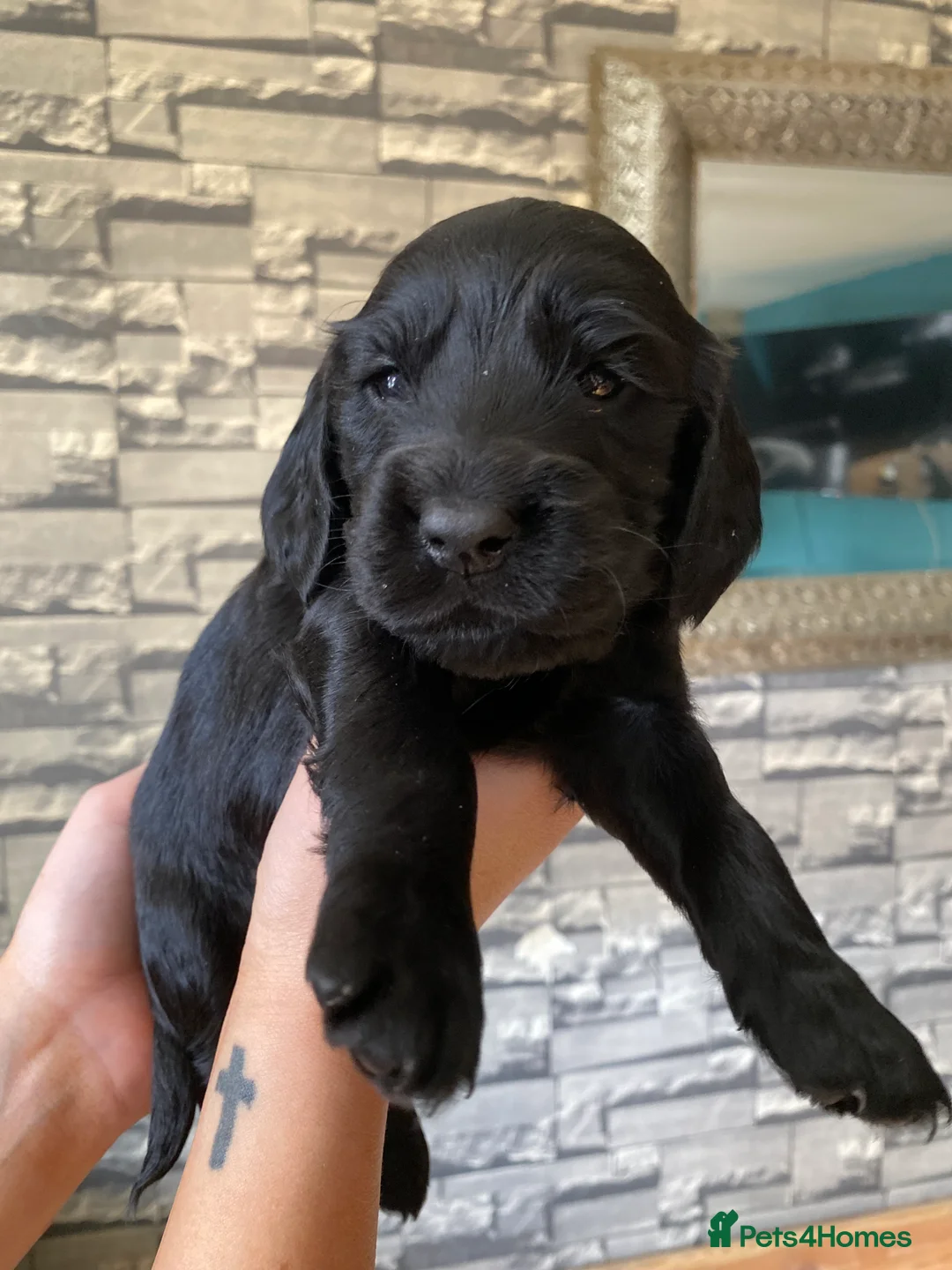 Sprocker dogs for sale: Sprocker spaniel x show type cocker spaniel  in Coalville - Advert 2