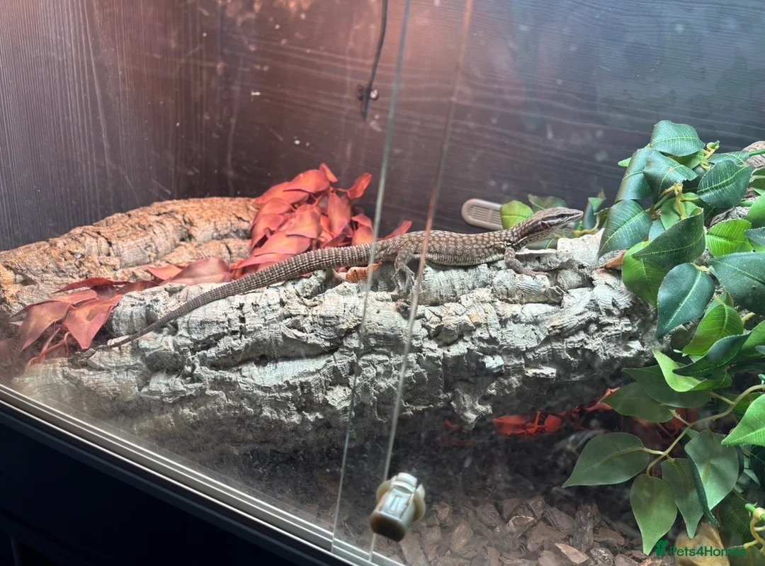 Lizard reptiles for sale: Complete Ackie Monitor Set up and Ackie Monitor - Advert 5