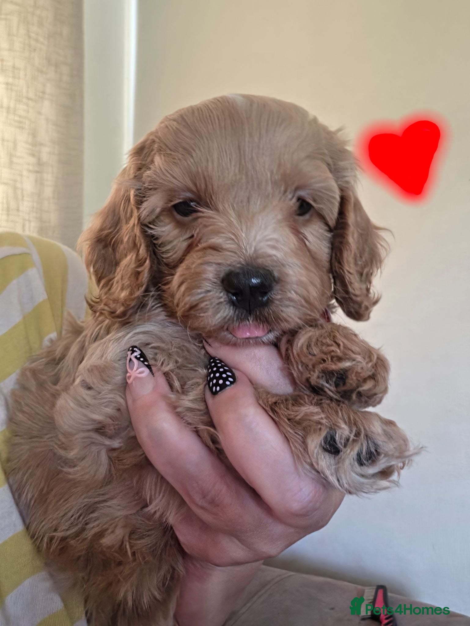 Cockapoo dogs Stunning F1 Cockapoo puppies  - Advert 2