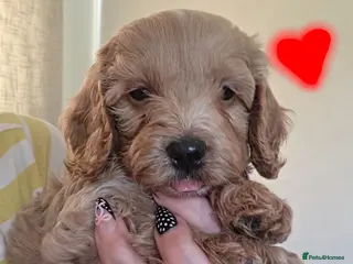Cockapoo dogs Stunning F1 Cockapoo puppies - Advert 2