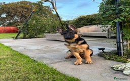 German Shepherd dogs for sale: Nova, German Shepherd Bitch. - Image 1