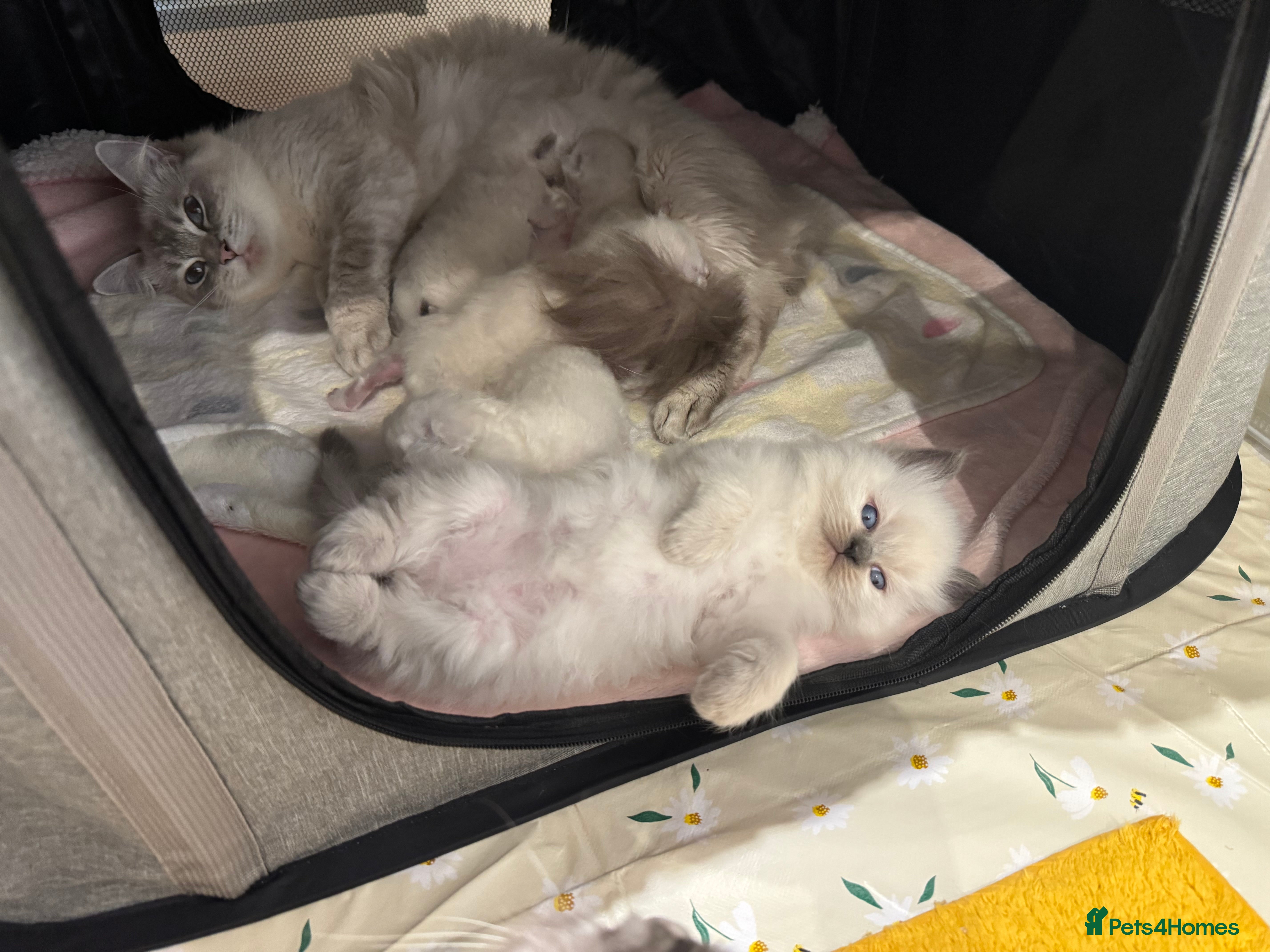 Ragdoll cats Pure Blue Point Ragdoll kittens  - Advert 10