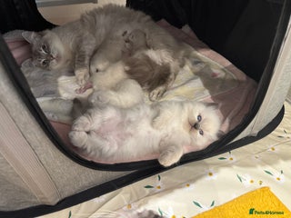 Ragdoll cats Pure Blue Point Ragdoll kittens - Advert 10