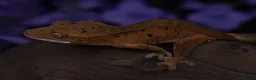 Gecko reptiles for sale: High end crested geckos - Advert 5