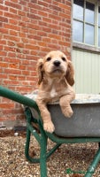 Cocker Spaniel dogs - Advert 4