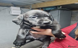 Springador dogs for sale: Springadors  - Image 1