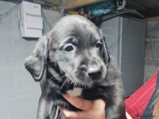 Springador dogs for sale - Advert 1