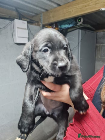 Springador dogs - Advert 1