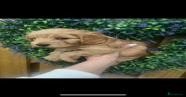 Cockapoo dogs - Advert 1