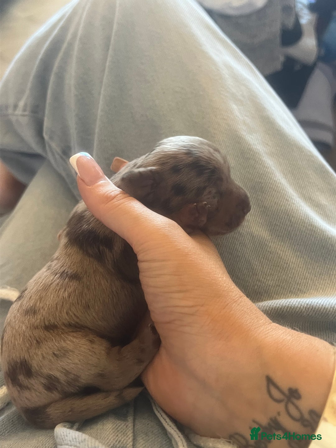 Mixed Breed dogs for sale: LAST GIRL 🩷 daxipoo - Advert 20