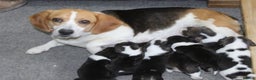 Beagle dogs for sale: Health checked beagle puppies - Advert 6
