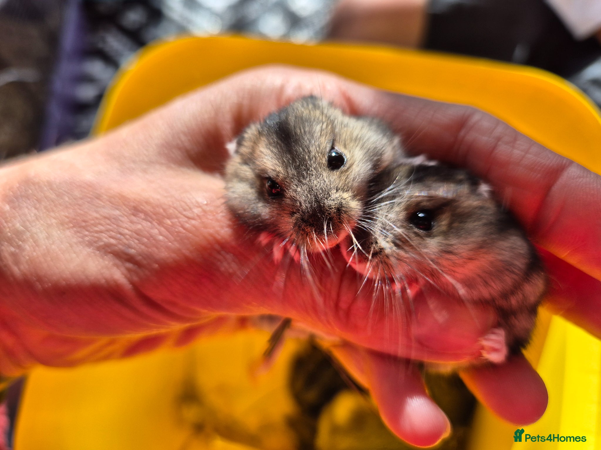 Hamster rodents for sale: Pedigree dwarf baby hamsters - Advert 9