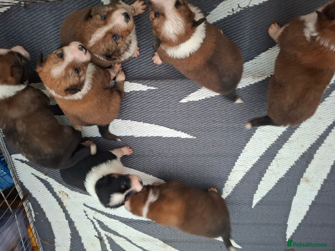 Border Collie dogs for sale: 7 border collie pups 🌟  - Image 8