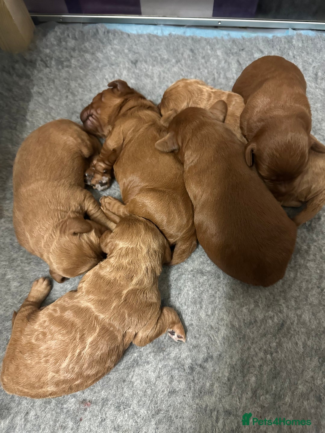 Labradoodle dogs for sale: Miniature F1 Labradoodles  - Advert 20