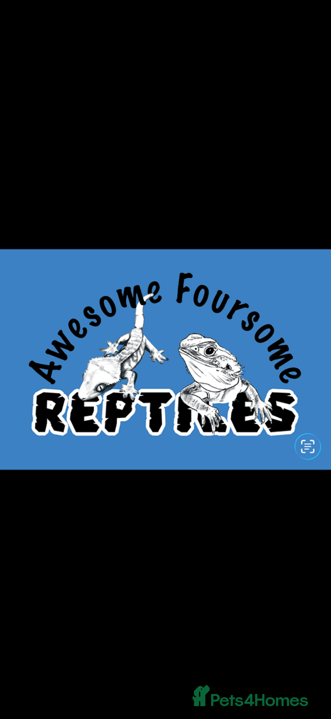 Bearded Dragon reptiles for sale: 🔥🔥🔥 BABY BEARDED DRAGONS 🔥🔥🔥 - Image 6