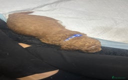 Cavapoo dogs for sale: 7 gorgeous F1b Cavapoo Puppies (4 girls & 3 boys)  - Image 22