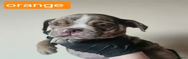 Olde English Bulldogge 5