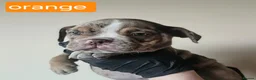 Olde English Bulldogge dogs for sale: Olde English Bulldoge litter of 8 - Advert 33