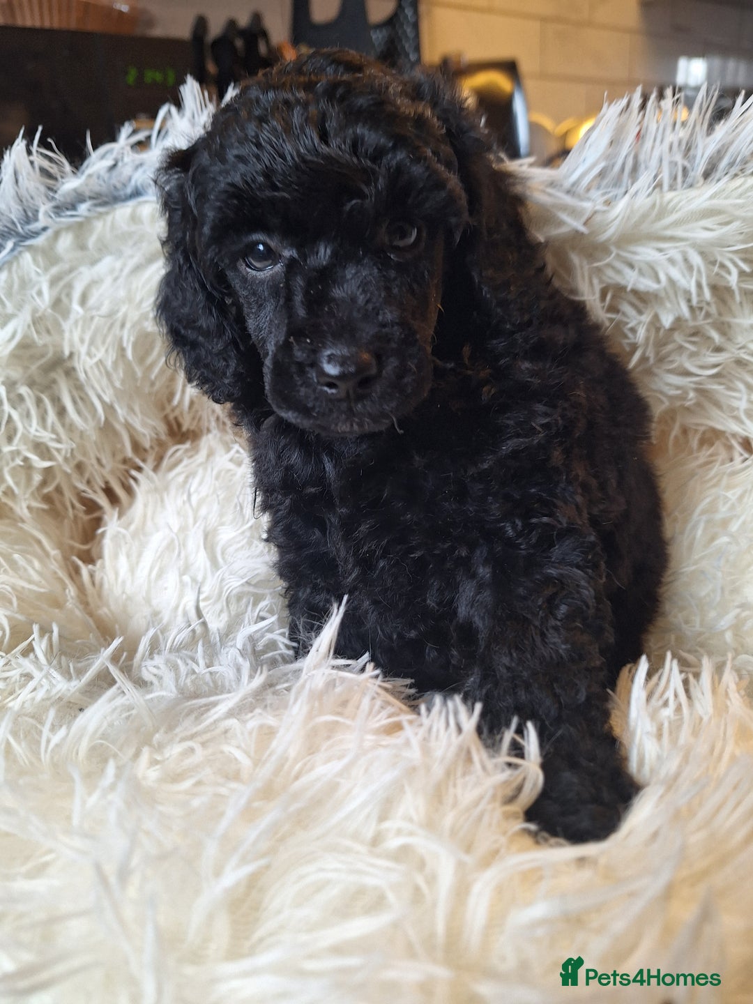 Miniature Poodle dogs for sale: KC REGISTERED MINIATURE POODLES - Image 5