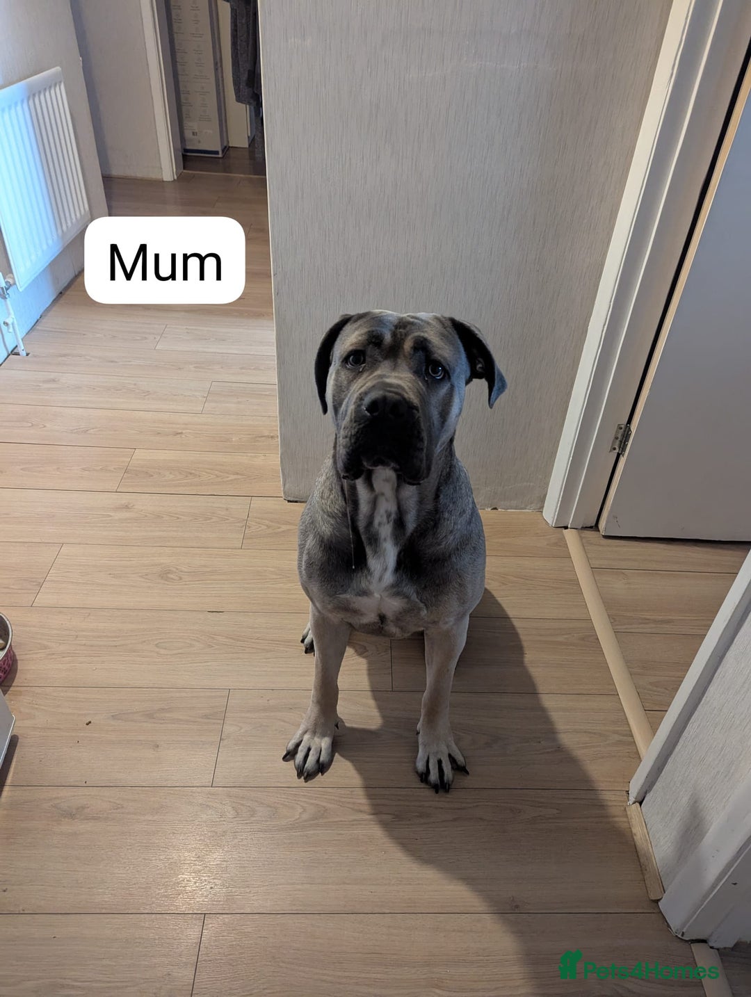 Cane Corso dogs for sale: Purebred champion bloodline cane corso puppies - Image 14