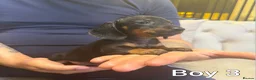Miniature Dachshund dogs for sale: Miniature dachshund  - Advert 5