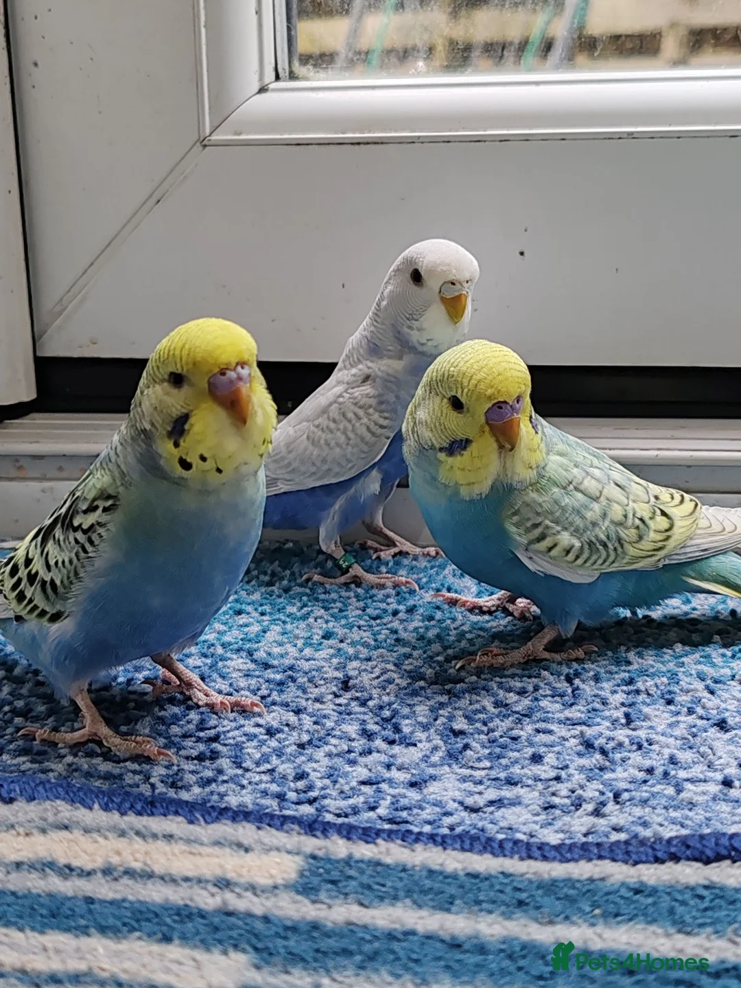 Budgerigars birds for sale: Budgies 8 weeks old - Advert 1