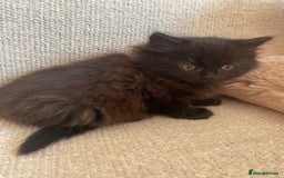 Siberian cats for sale: Siberian x British Shorthair Girls  - Image 2