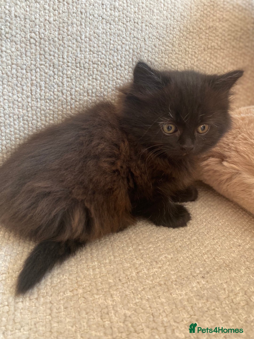 Siberian cats for sale: Siberian x British Shorthair Girls  - Image 2