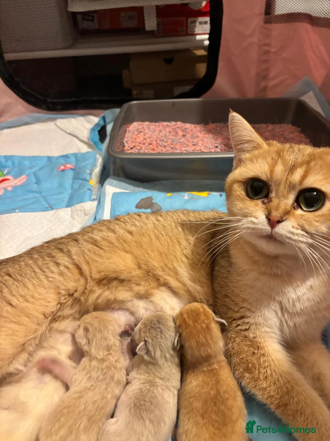British Shorthair cats for sale: A beautiful Golden Shaded British Shorthair - Advert 1