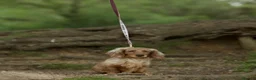 Miniature Dachshund dogs for stud: TINDER longhair chocolate dapple for stud  - Advert 3
