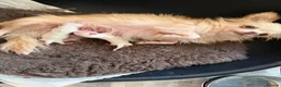 Chihuahua dogs for sale: 2 Gorgeous little long haired Chihuahua babies  - Advert 12