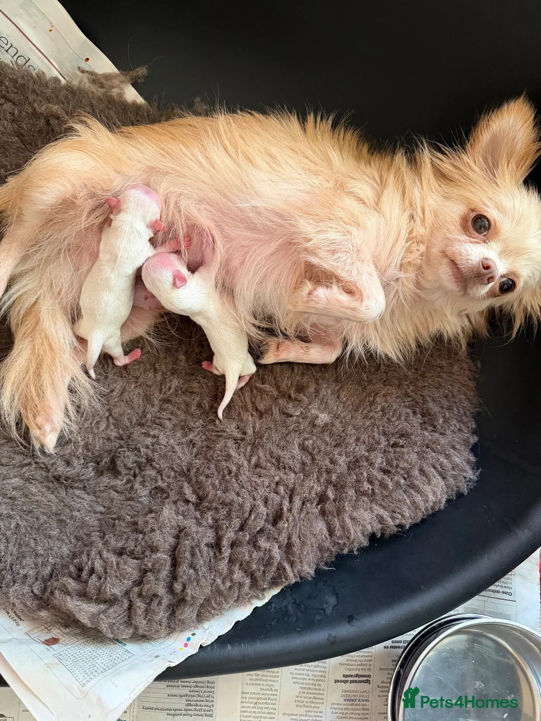 Chihuahua dogs for sale: 2 Gorgeous little long haired Chihuahua babies  - Advert 12